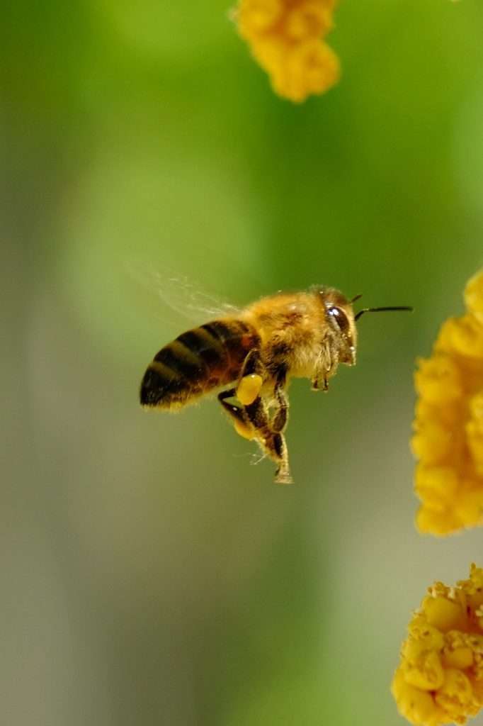 bee, insect, pollinate-6369484.jpg