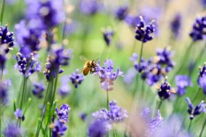 flowers, lavender, bee-3490600.jpg